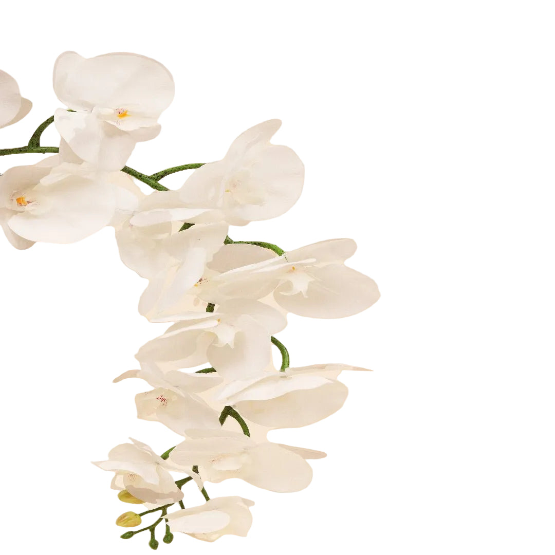 Bring the freshness of Morning Dew indoors with this elegant artificial white orchid plant. A timeless and sophisticated decorative piece that brings grace, purity, and calm — all with zero maintenance.
Perfect for refined interiors and lasting impressions — now available across Dubai.