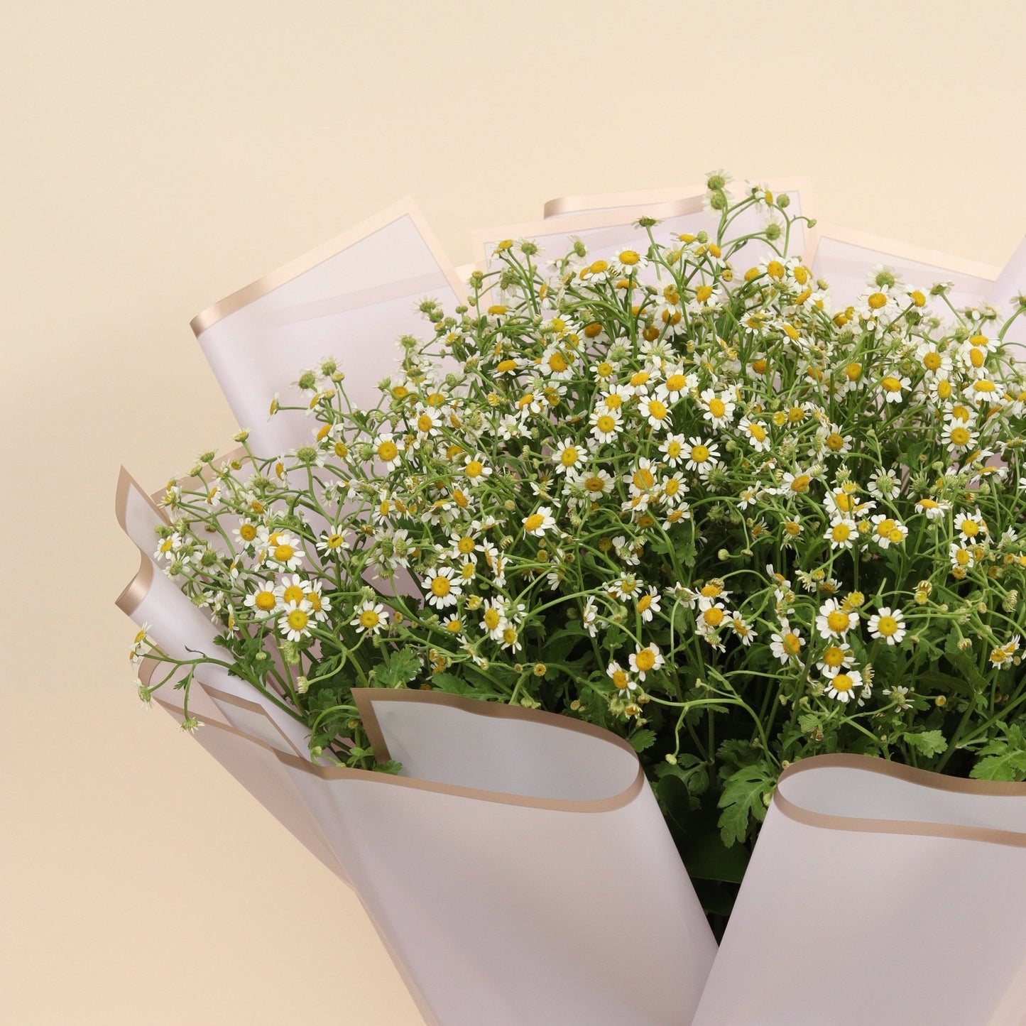 رقة الزهرة | Petal Softness - Flowers On The Way