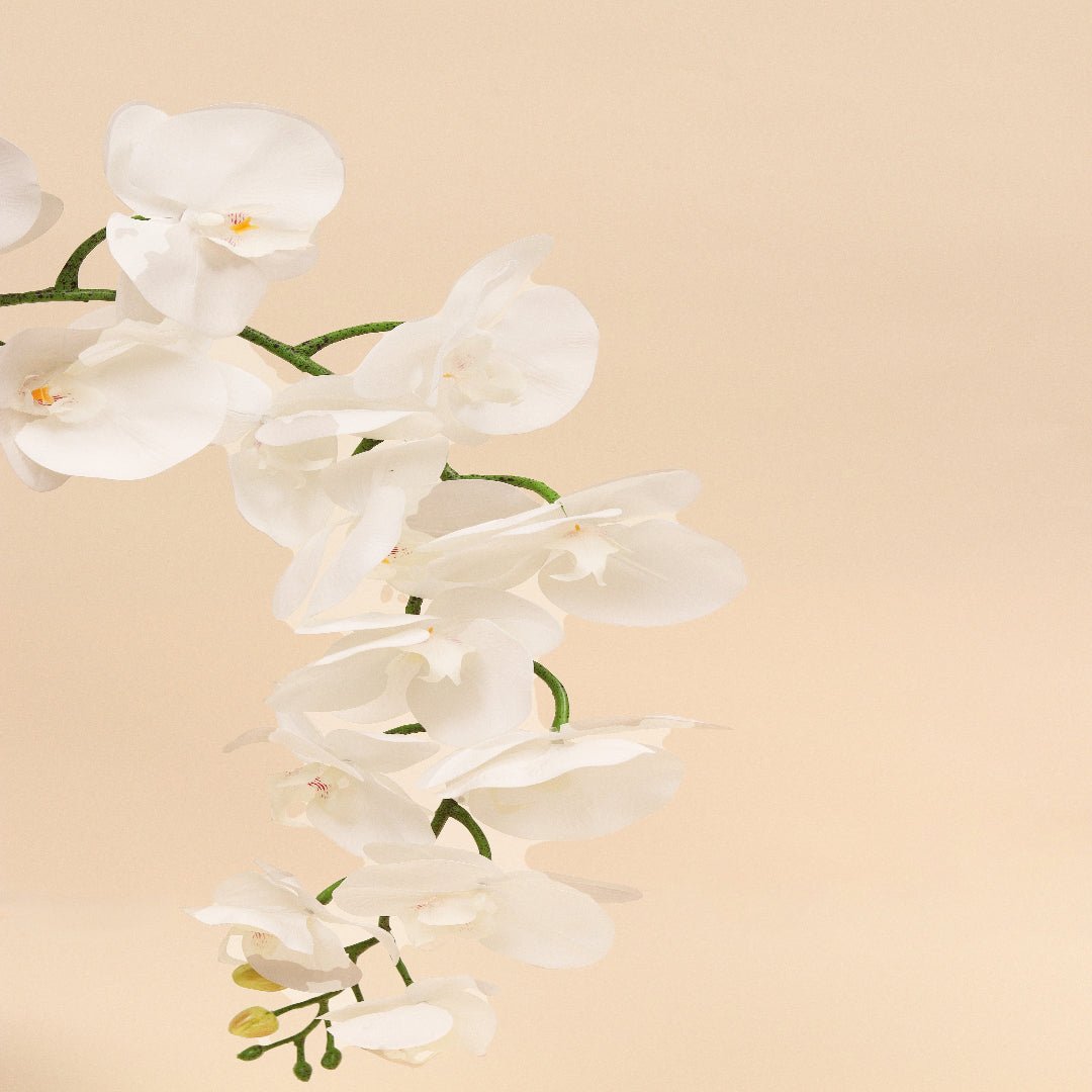 ندى الصباح | Morning Dew - Flowers On The Way