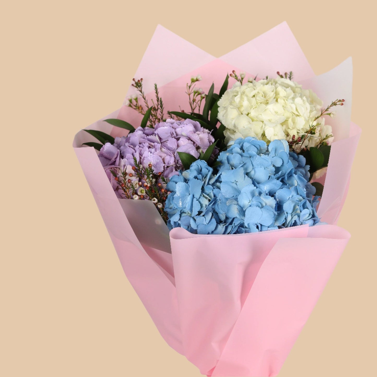 نسيم الهدرانجيا | Hydrangea - Flowers On The Way