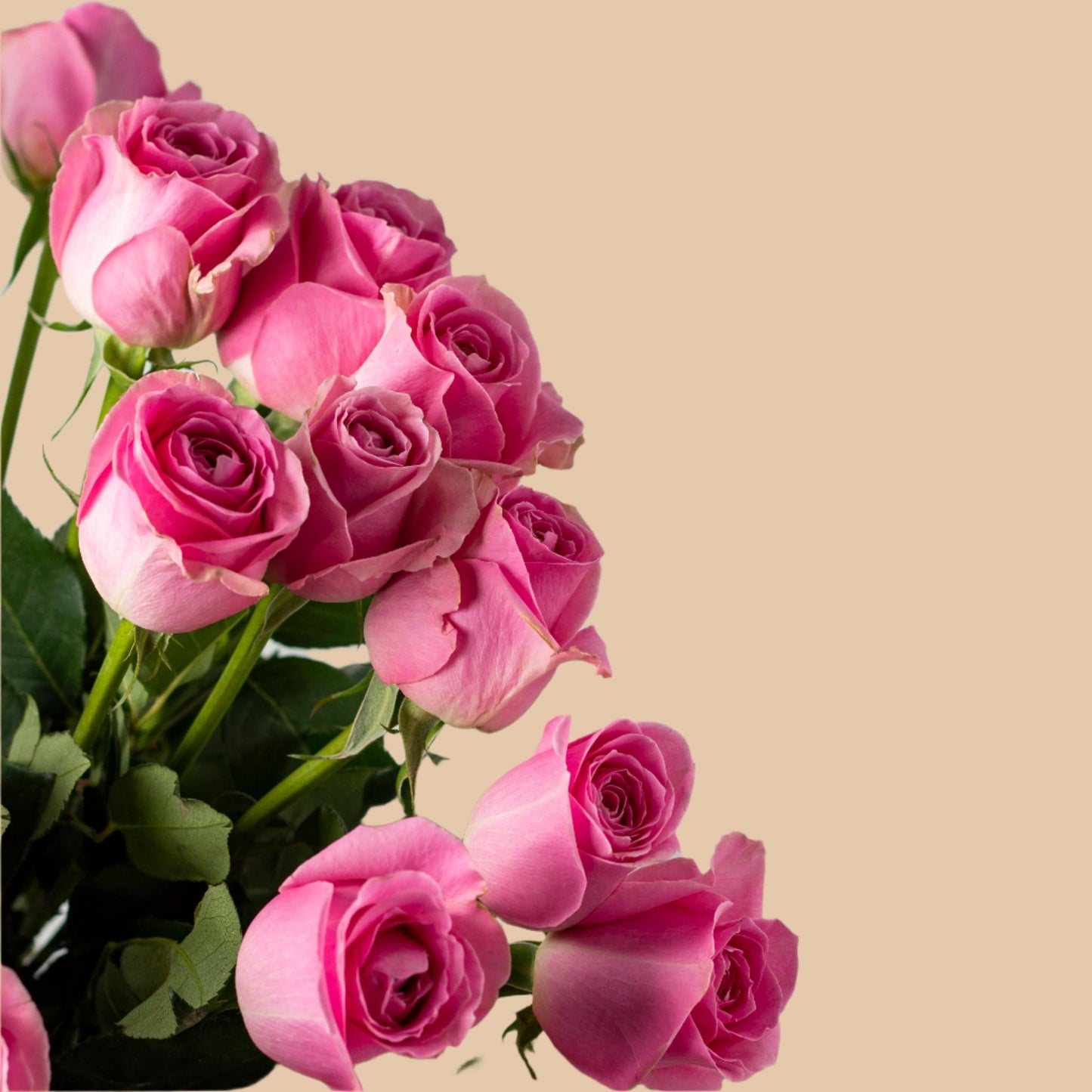 ساق الأناقة | The Graceful Stem - Flowers On The Way